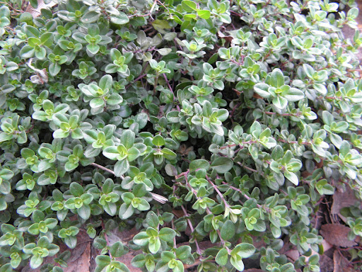 lemon thyme close up with its tiny leaves and sturdy stems.