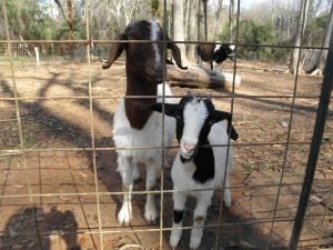 Kandi our fist goat and her baby, Kit Kat.  Kandi is bread and will have babies one day...