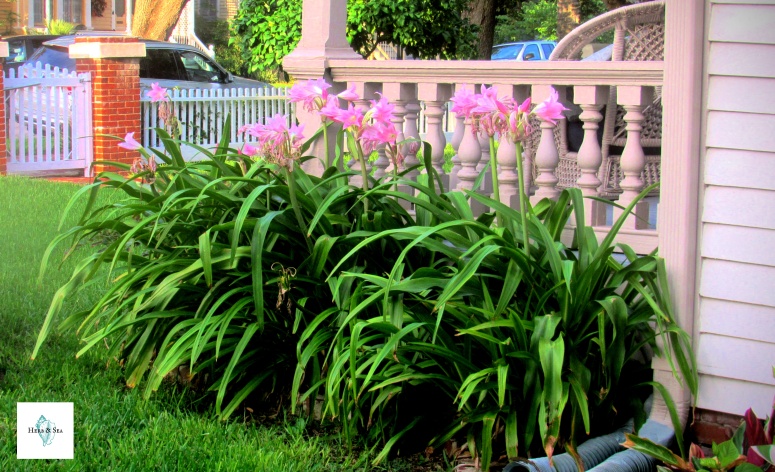 Gorgeous- pink- crinums- in -Galveston- Texas- in- front- of- a -beautiful -front -porch -